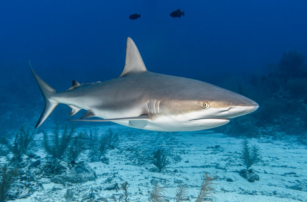 A shark glides through clear blue waters above a sandy seabed.