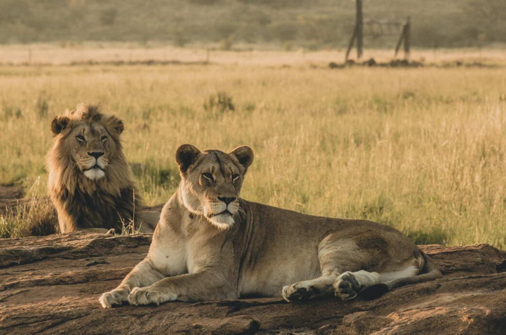 a pair of lions on the ground amidst the sprawling savannah