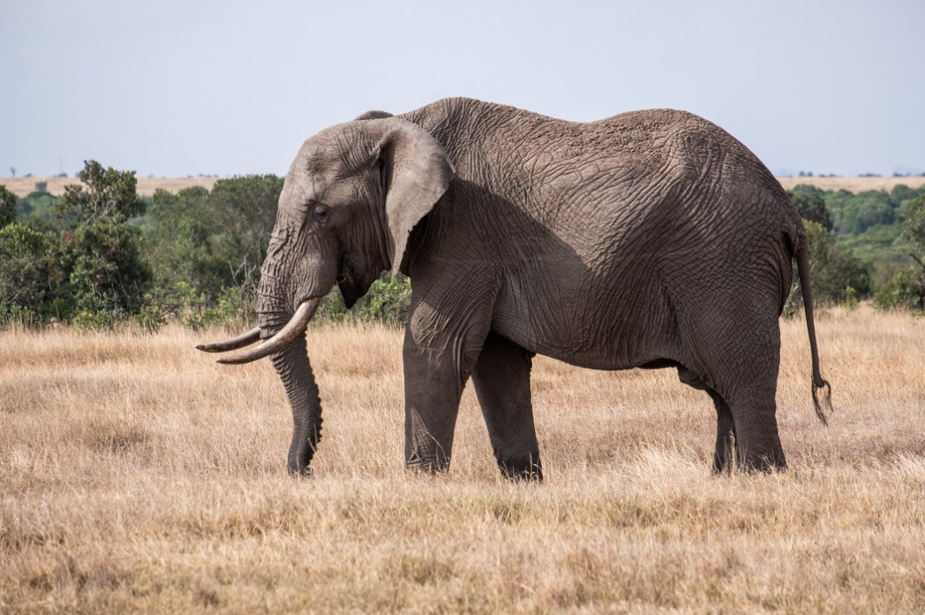 Why Don't Animals Attack Safari Jeeps An Overview