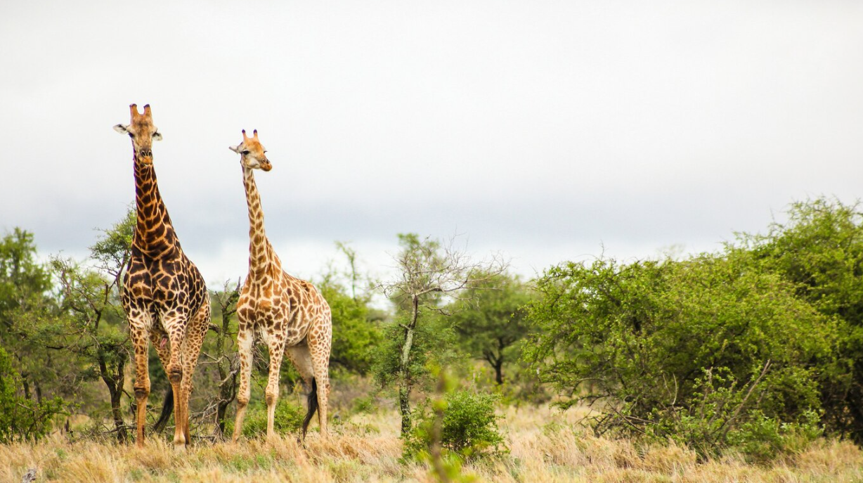 Two giraffes stand amidst the green shrubbery, gazing forward in a cloudy landscape.
