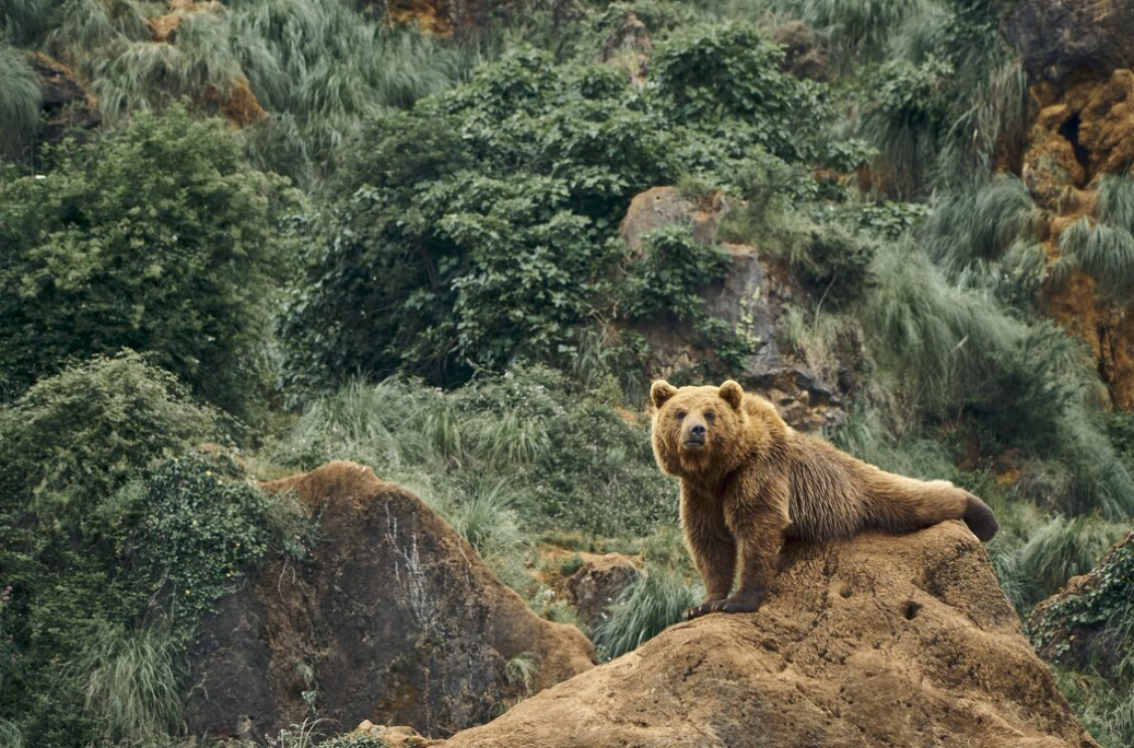 large brown bear sitting on a rock in a forest in front of the trees