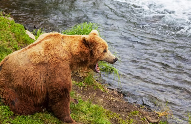 A bear sits near a river and growls