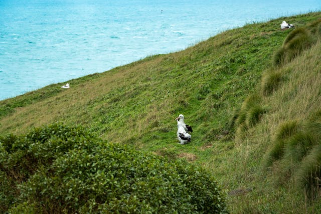 dunedin albatross on the seashore