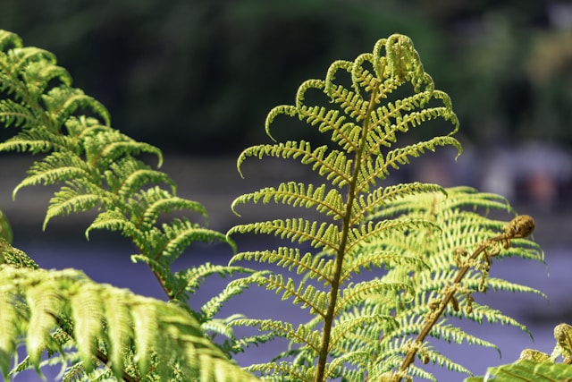 Silver Fern on Stewart Island